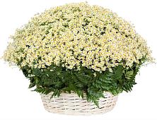 Цветочная композиция из Ромашки в корзине #REPLACE_PRED# Мценске